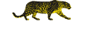 PardinoLogo